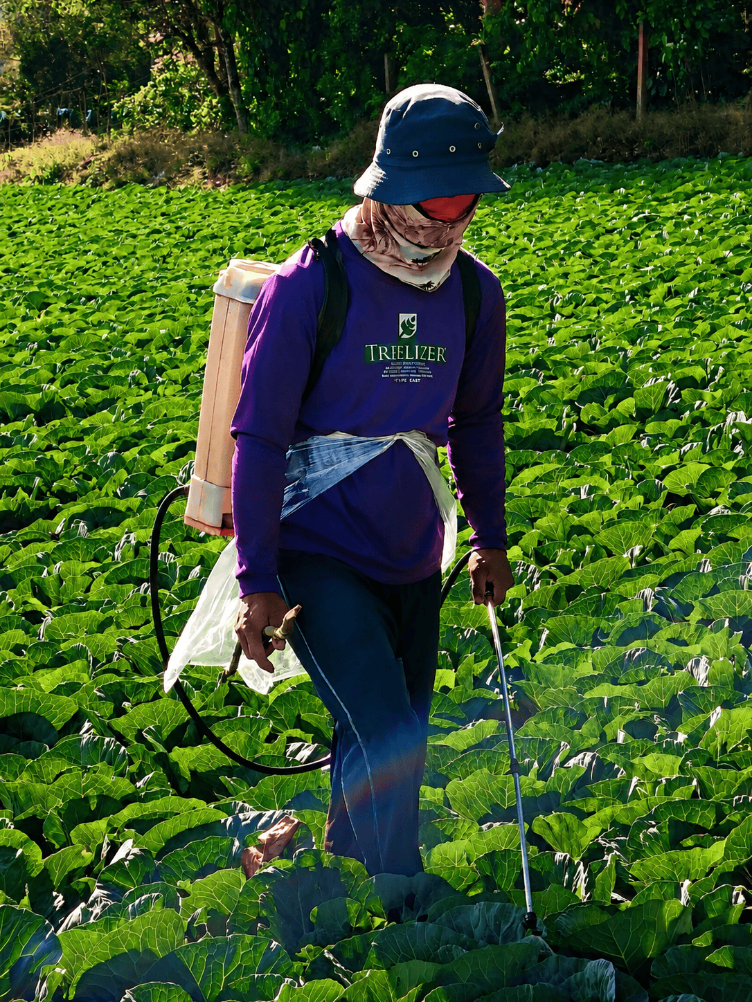 Filipino farmers in the field
