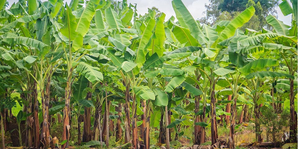 Banana Farm in Davao