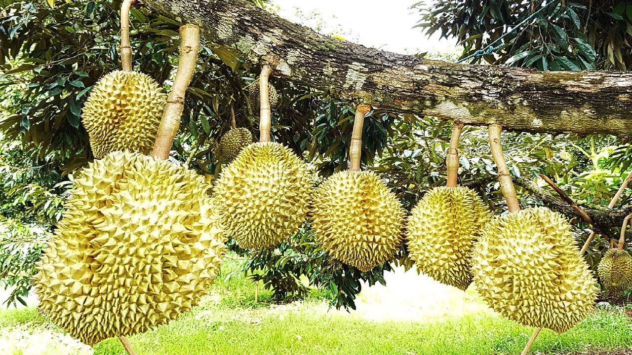 Durian Farm in Davao