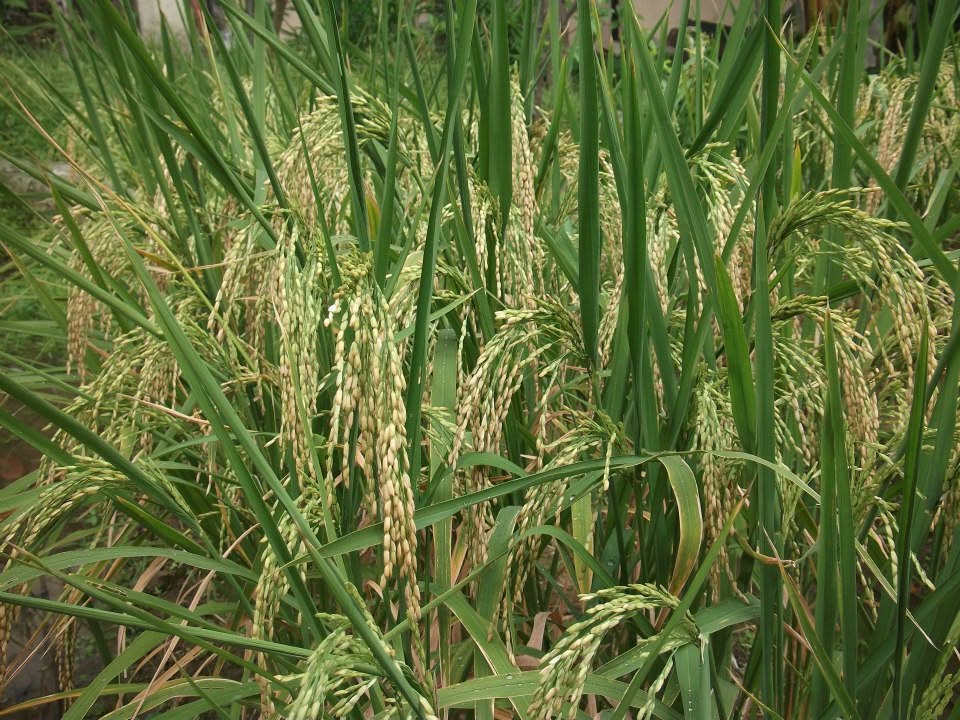 We Will Rice Brand