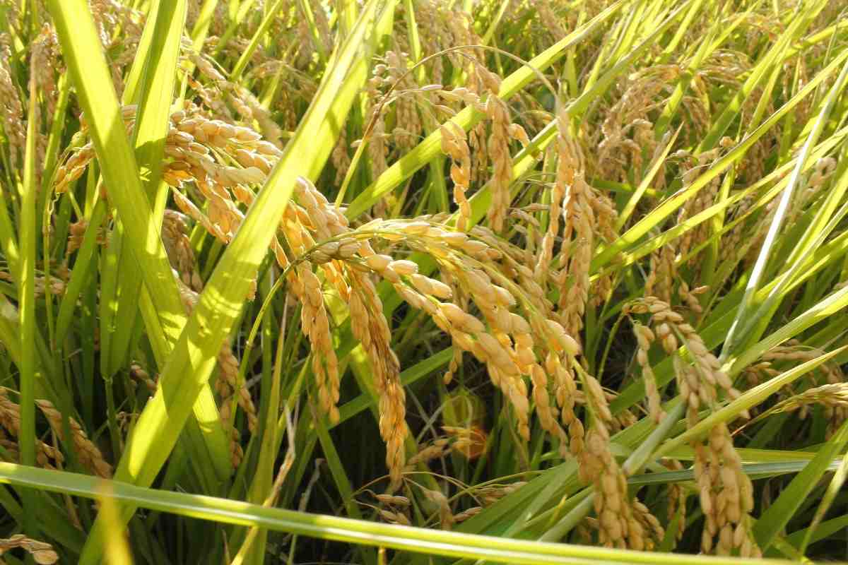 Rice field operations